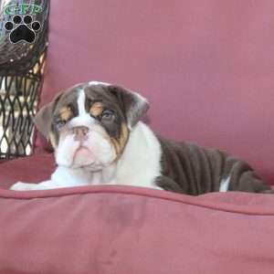 Emory, English Bulldog Puppy